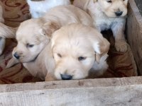 Bebek yüz golden retriever yavrular için geç kalmayın