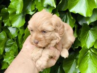 MALTİPOO CİNSİ YAVRULAR