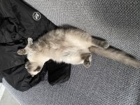 Taşınmak zorunda olduğumdan scottish fold
