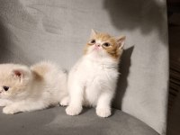 Exotic shorthair 2 aylık erkekler