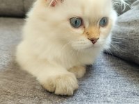British Longhair 5 Aylık