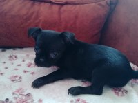 Şivava köpeklerimiz acil yuva arıyorlar