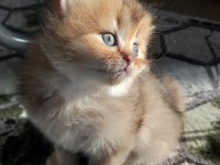 British Longhair Erkek
