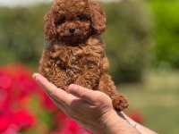 Toy Poodle Cinsi Bebeklerimiz