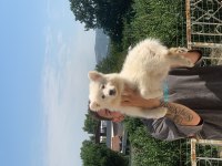 Burkem çiftliğimizden kar topu samoyed yavrularımız