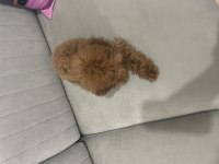 Acil yuvalandırma poodle köpeğimiz