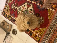 Güzel poodle kızımız