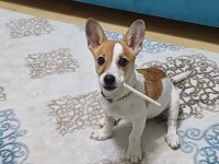 6 aylık terrier yavrumuz