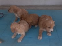 F2 maltipoo yavrularımız rezerveye açılmıştır