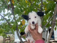 Safkan ankaranın en güzel border collie yavruları