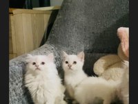 SAFKAN MAVİ GÖZ BRİTİSH YAVRULARIMIZ