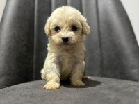 Kilo Garantili Maltipoo İçin Bizi Ziyaret Edebilirsiniz
