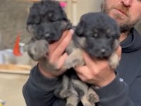 Safkan erkek alman çoban köpeğimiz