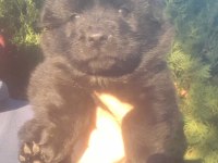 Chow chow çin aslanı siyah koca kafa ayı surat