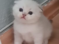 Scottish straight ve scottish fold yavrular