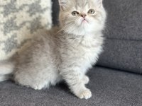 KEHRİBAR GÖZ BLUE TABBY BRİTİSH YAVRULARIMIZ HAZIR
