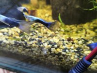 Neon blue lepistes