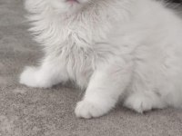 65 günlük mavi gözlü british longhair