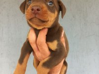 A kalite doberman yavrular