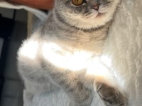 Scottish fold sağlık sebeplerinden dolayı sahiplendiriyorum