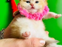 Dişi British Shorthair Bebekler