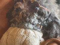Türkiyedeki Tek Gerçek Safkan Dişi Silver Toy Poodle