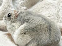 GONZALES HAMSTER YAVRULAR HERYERE GÖNDERİM