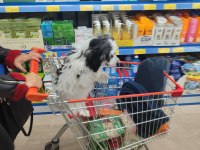 4 aylık nadir ırk köpeğimiz