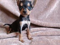 Pinscher minyatür erkek