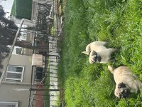 Pug mix dişi