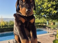 2 aylık A kalite doberman yavrular