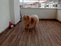 A+Kalite Pomeranian Boo bebekler ayı surat