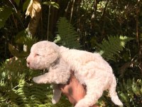 Harika Maltipoo Yavrularımız