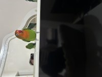 Sahiplendirilecek 2 cennet papağanı