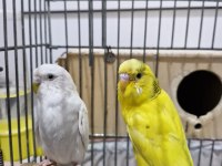 Muhabbet kuşu sağlıklı