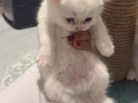 Çikolata point ve beyaz british shorthair