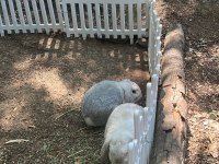 Damızlık 2 takım mini lop tavşan