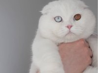 NADİR BULUNAN ÇİFT RENK SCOTTİSH LONG HAİR