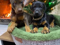 Orijinal king Doberman Yavruları