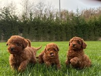 Red Brown Toy Poodle Yavruları İstanbul