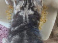 Sütlü kahve whiskas gri beyaz renklerde dişi erkek british