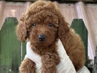 Nadir Güzellikte Poodle Yavrular