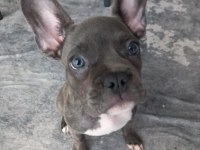 Kızımız HERA YI SAHİPLENDİRİYORUZ french bulldog