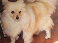 Pomeranian kızımızı sahiplendiriyoruz