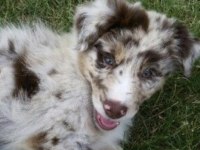 Nadiren Red Merle renkli gözlü border collie