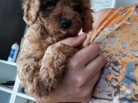 Toy Poodle Yavrularımız