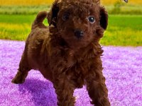 Çok tatlı Kore toy poodle yavrularımız