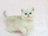 A KALİTE SAFKAN BRİTİSH SHORTHAİR SUNSHİNE YAVRUM