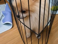 Minik Panda Erkek Pomeranian