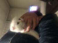 Minik scottish fold kuzularımız sahiplendirilecektir